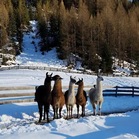 Forest Hyacinth Riding Stable Alpin Ferienhaus *