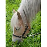 Forest Hyacinth Riding Stable Alpin