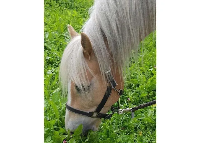 Forest Hyacinth Riding Stable Alpin